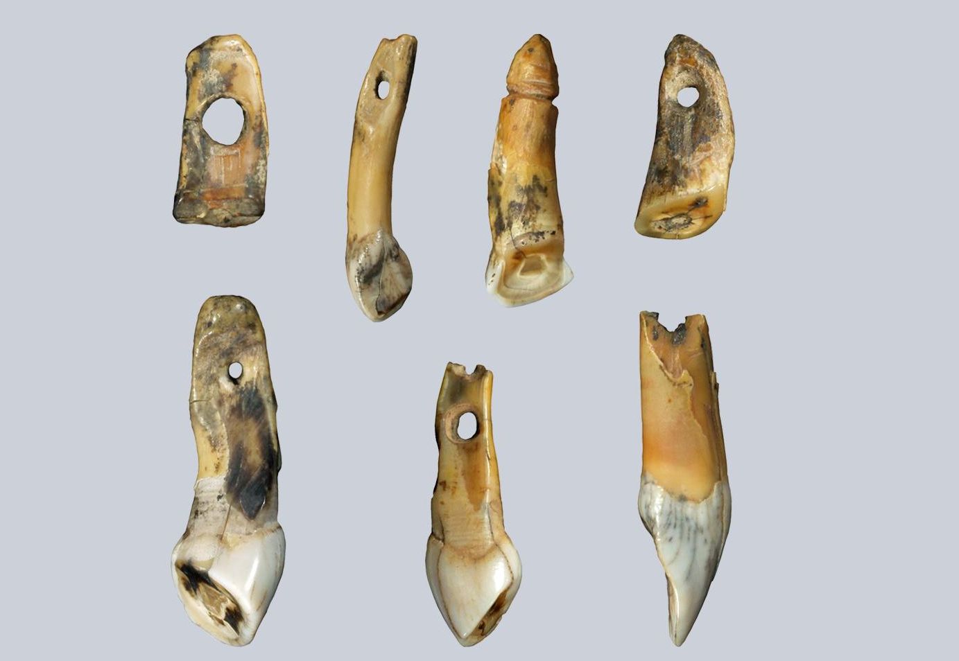 Подвески из зубов млекопитающих
