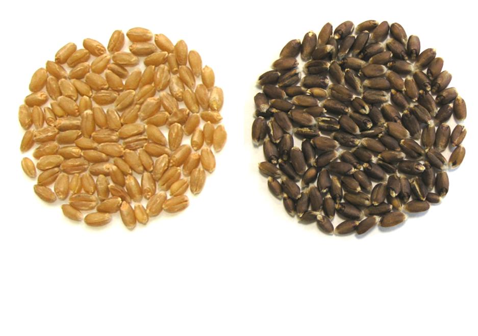 Семена пшеницы: неокрашенные (слева) и окрашенные (справа) антоцианами