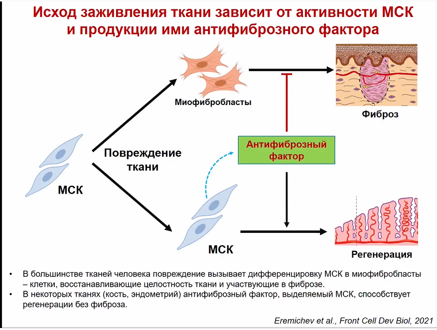 Из презентации В.А. Ткачука